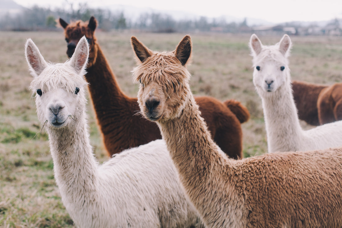 The Alpaca Story